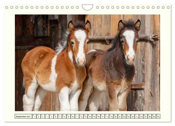 Produktbild: Irlands Pferde. Irish Tinker zwischen Weiden, Wasser und Wald (Wandkalender 2027 DIN A4 quer), CALVENDO Monatskalender