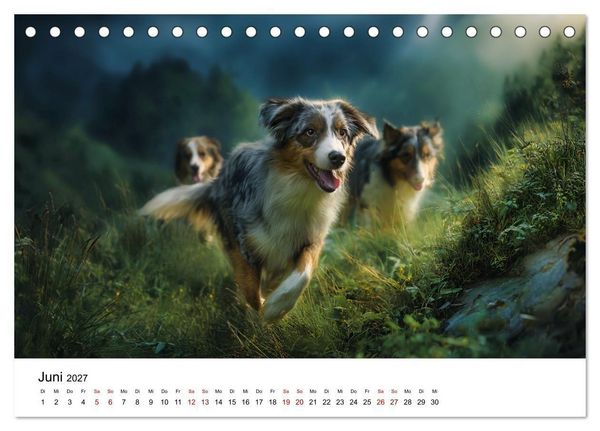 Produktbild: Born to run - Ein Jahr mit Australian Shepherds (Tischkalender 2027 DIN A5 quer), CALVENDO Monatskalender