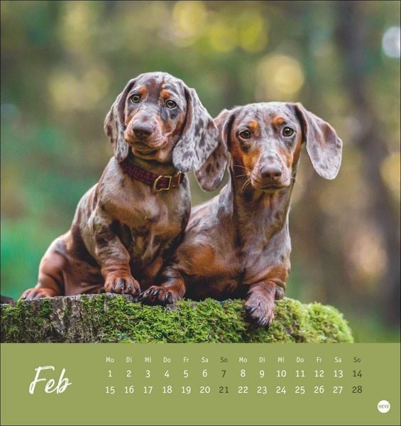 Produktbild: Dackel Postkartenkalender 2027