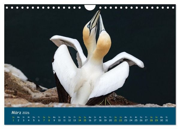 Produktbild: Helgol&auml;nder Basst&ouml;lpel 2026 (Wandkalender 2026 DIN A4 quer), CALVENDO Monatskalender