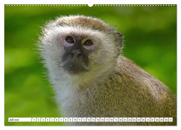 Produktbild: Namibia & Botswana (hochwertiger Premium Wandkalender 2026 DIN A2 quer), Kunstdruck in Hochglanz