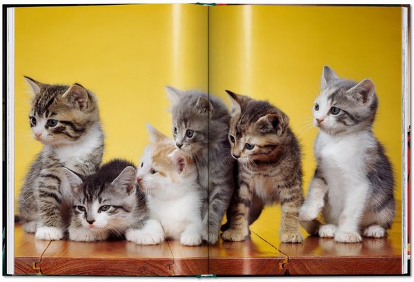 Produktbild: Walter Chandoha. Cats. Photographs 1942&ndash;2018