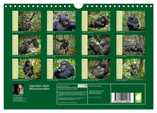 Produktbild: Ugandas wilde Menschenaffen (Wandkalender 2026 DIN A4 quer), CALVENDO Monatskalender