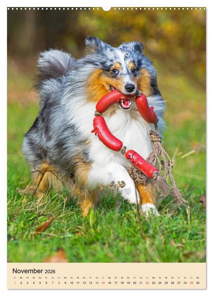 Produktbild: Sheltie - Wirbelwind auf 4 Pfoten (Wandkalender 2026 DIN A2 hoch), CALVENDO Monatskalender