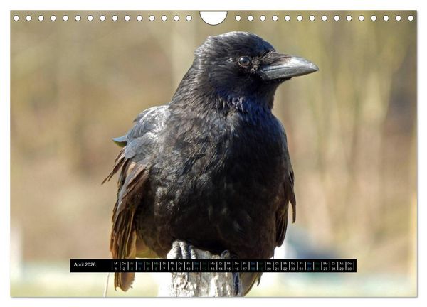Produktbild: Rabenhafte Momente! (Wandkalender 2026 DIN A4 quer), CALVENDO Monatskalender