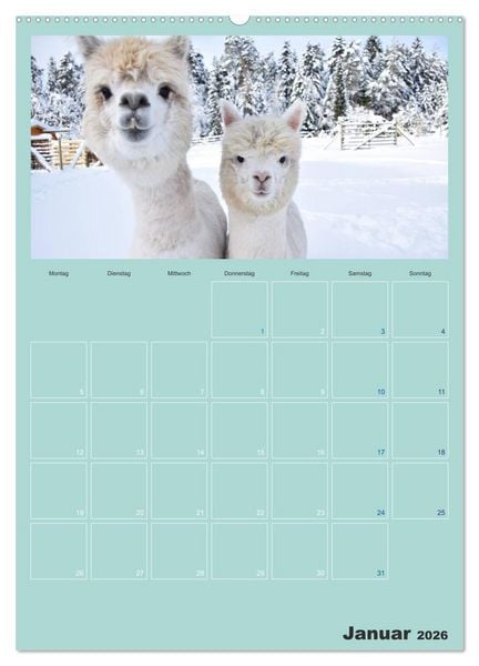 Produktbild: Alpakas zum Verlieben (Wandkalender 2026 DIN A2 hoch), CALVENDO Monatskalender