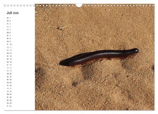 Produktbild: Namibia - Tierische Vielfalt (Planer) (Wandkalender 2026 DIN A3 quer), CALVENDO Monatskalender