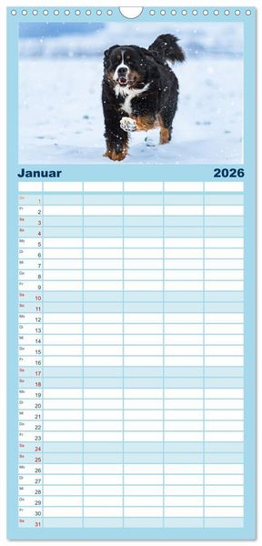 Produktbild: Familienplaner 2026 - Berner Sennenhunde - Faszinierende Herzensbrecher mit 5 Spalten (Wandkalender, 21 x 45 cm) CALVENDO
