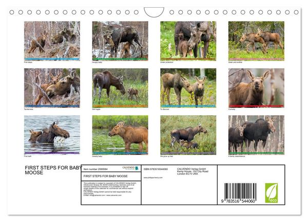 Produktbild: FIRST STEPS FOR BABY MOOSE (Wall Calendar 2026 DIN A4 landscape), CALVENDO 12 Month Wall Calendar