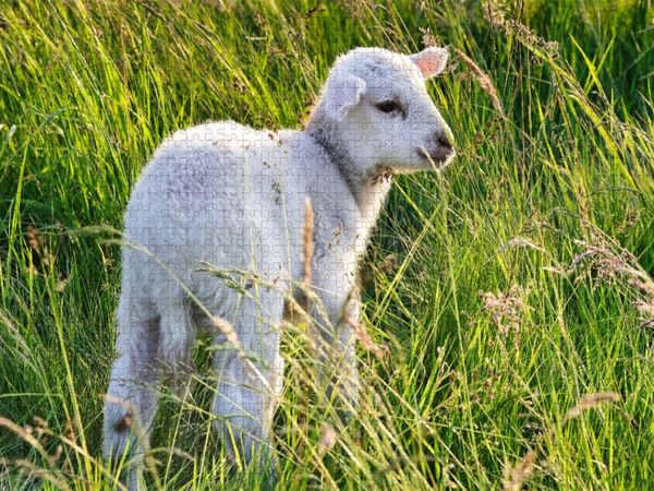 Produktbild: CALVENDO Puzzle Niedliches Sch&auml;fchen | 1000 Teile Lege-Gr&ouml;&szlig;e 64x48cm Foto-Puzzle f&uuml;r gl&uuml;ckliche Stunden