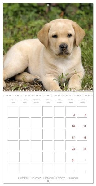 Produktbild: Labrador Retriever Puppies (Wall Calendar 2026 12 &times; 12 Inch) CALVENDO 12 Month Wall Calendar
