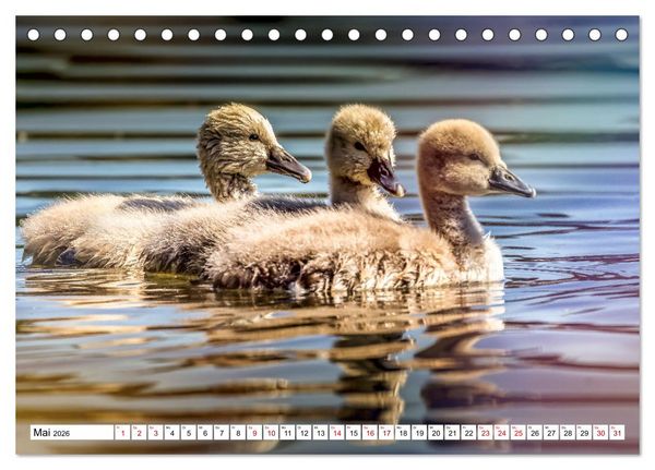 Produktbild: Flauschige Momente! Enten- und G&auml;nsek&uuml;ken im Jahreslauf (Tischkalender 2026 DIN A5 quer), CALVENDO Monatskalender