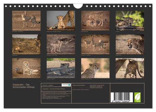 Produktbild: Geparden - Die Sch&ouml;nheiten Afrikas (Wandkalender 2026 DIN A4 quer), CALVENDO Monatskalender