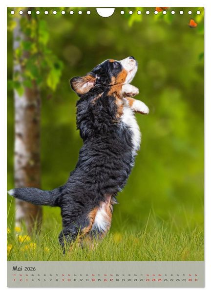 Produktbild: Berner Sennenhund - Ein Hund f&uuml;r alle F&auml;lle (Wandkalender 2026 DIN A4 hoch), CALVENDO Monatskalender