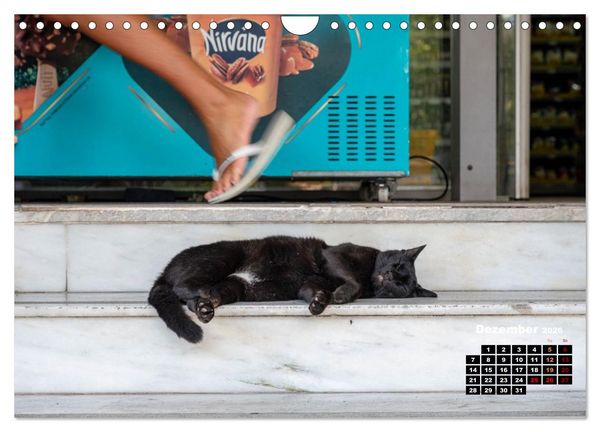 Produktbild: Katzen von Rhodos - Kleine G&ouml;tter auf vier Pfoten (Wandkalender 2026 DIN A4 quer), CALVENDO Monatskalender