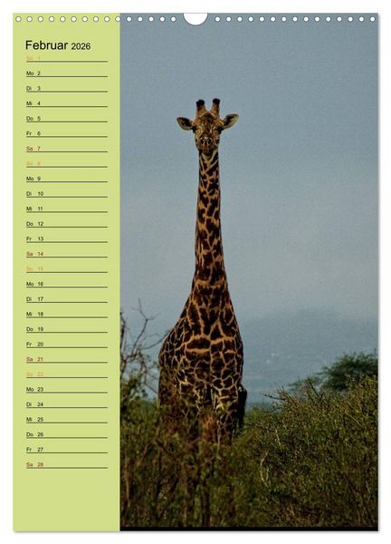 Produktbild: Giraffen. Voller Stolz und Grazie (Wandkalender 2026 DIN A3 hoch), CALVENDO Monatskalender