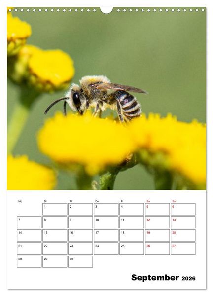 Produktbild: Insekten im Fokus (Wandkalender 2026 DIN A3 hoch), CALVENDO Monatskalender
