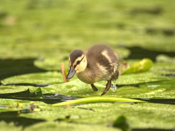 Produktbild: CALVENDO Puzzle S&uuml;&szlig;e Ente | 1000 Teile Lege-Gr&ouml;&szlig;e 64x48cm Foto-Puzzle f&uuml;r gl&uuml;ckliche Stunden
