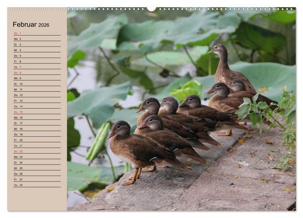 Produktbild: G&auml;nse und Enten. Schnattern, watscheln, quaken! (Wandkalender 2026 DIN A2 quer), CALVENDO Monatskalender