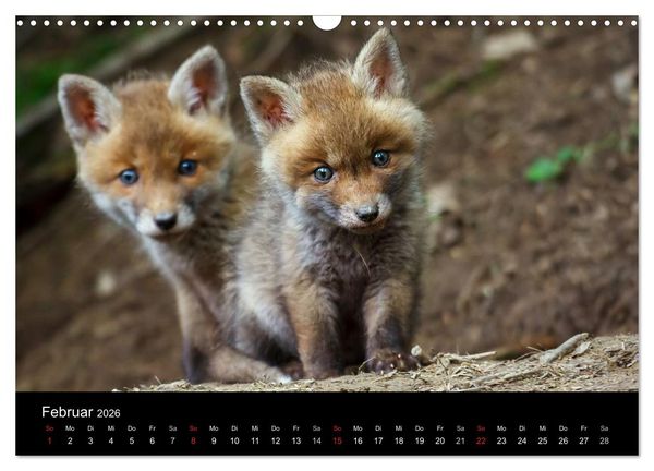 Produktbild: F&uuml;chse in freier Natur (Wandkalender 2026 DIN A3 quer), CALVENDO Monatskalender