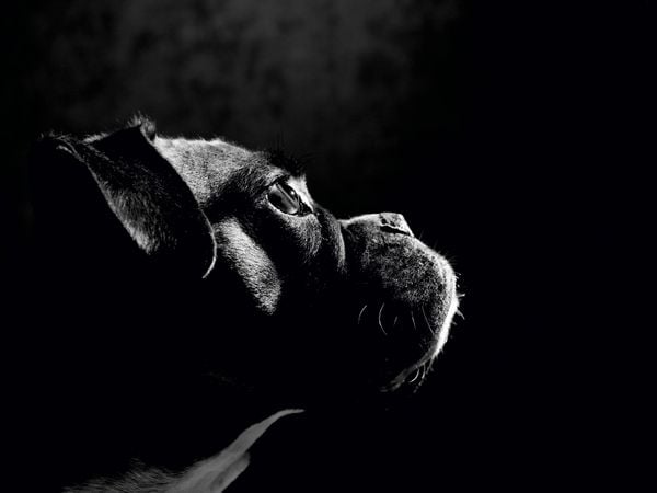 Produktbild: CALVENDO Puzzle Nelly - Deutscher Boxer, 5 Jahre 1000 Teile Puzzle quer | 1000 Teile Lege-Gr&ouml;&szlig;e 64 &times; 48 cm Foto-Puzzle f&uuml;r gl&uuml;ckliche Stunden