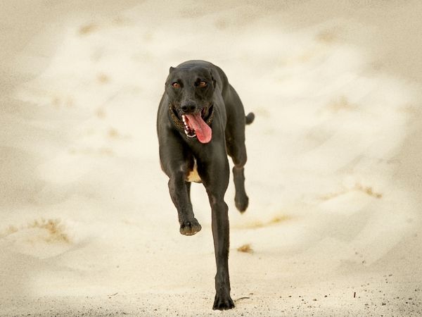 Produktbild: CALVENDO Puzzle Ein Motiv aus dem Kalender Galgo espa&ntilde;ol - Spanische Windhunde in Bewegung | 1000 Teile Lege-Gr&ouml;&szlig;e 64x48cm Foto-Puzzle f&uuml;r gl&uuml;ckliche Stunden