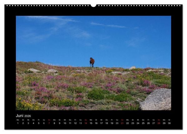 Produktbild: Garranos - Bedrohte Wildpferde Europas (hochwertiger Premium Wandkalender 2026 DIN A2 quer), Kunstdruck in Hochglanz
