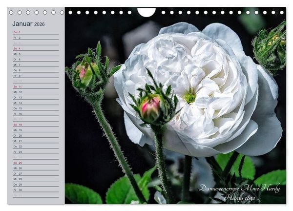 Produktbild: Kurf&uuml;rstliche Rosen Eltville am Rhein (Wandkalender 2026 DIN A4 quer), CALVENDO Monatskalender