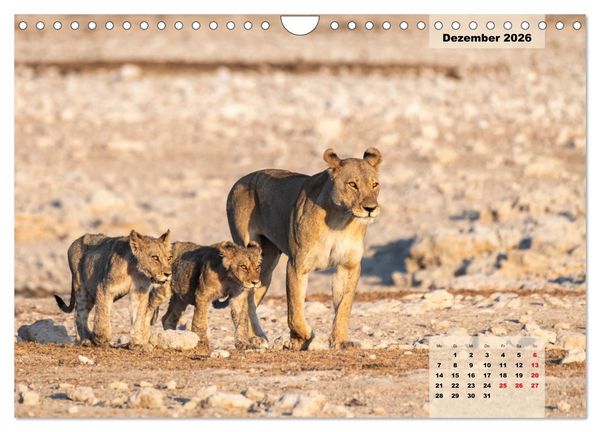Produktbild: Raubkatzen - L&ouml;we, Gepard, Leopard (Wandkalender 2026 DIN A4 quer), CALVENDO Monatskalender