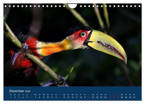 Produktbild: Brasilien tierisch gut 2026 (Wandkalender 2026 DIN A4 quer), CALVENDO Monatskalender