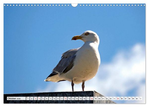 Produktbild: An der Nordsee, Urlaub im Norden Deutschlands (Wandkalender 2026 DIN A3 quer), CALVENDO Monatskalender
