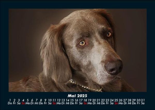 Produktbild: Der Hundekalender 2025 Fotokalender DIN A5