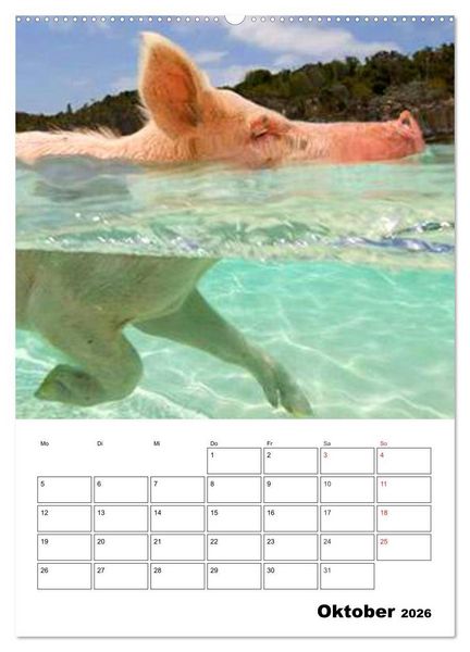 Produktbild: Schweine auf den Bahamas! (hochwertiger Premium Wandkalender 2026 DIN A2 hoch), Kunstdruck in Hochglanz