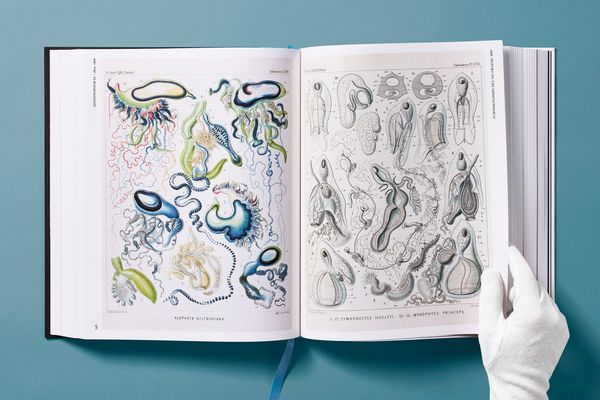 Produktbild: The Art and Science of Ernst Haeckel