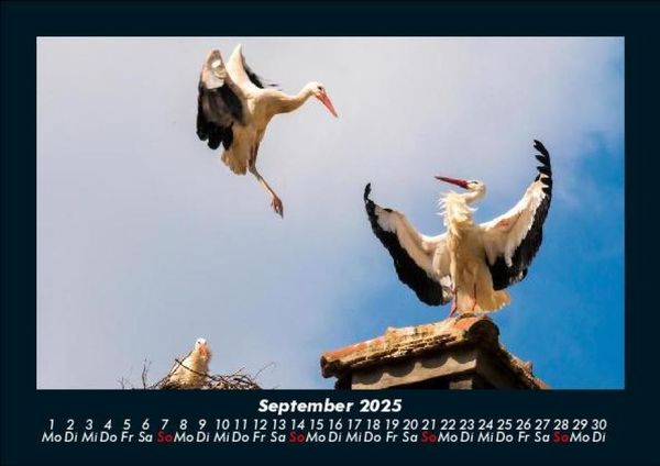 Produktbild: Welt der V&ouml;gel 2025 Fotokalender DIN A5
