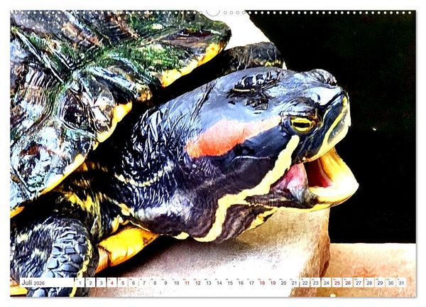 Produktbild: Schmuckschildkr&ouml;ten - Schmuckst&uuml;cke der Natur (hochwertiger Premium Wandkalender 2026 DIN A2 quer), Kunstdruck in Hochglanz