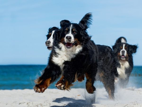 Produktbild: CALVENDO Puzzle Ein Motiv aus dem Kalender Berner Sennenhund 2017 | 1000 Teile Lege-Gr&ouml;&szlig;e 64x48cm Foto-Puzzle f&uuml;r gl&uuml;ckliche Stunden