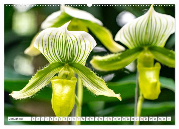 Produktbild: Orchidaceae - Orchideen (Wandkalender 2026 DIN A2 quer), CALVENDO Monatskalender