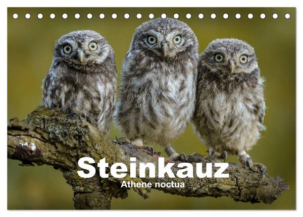 Steinkäuze (Athene noctua) (Tischkalender 2026 DIN A5 quer), CALVENDO Monatskalender