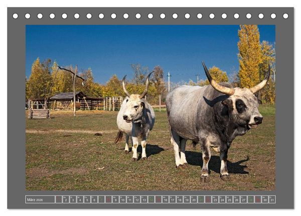 Produktbild: Ungarn - um den westlichen Balaton (Tischkalender 2026 DIN A5 quer), CALVENDO Monatskalender