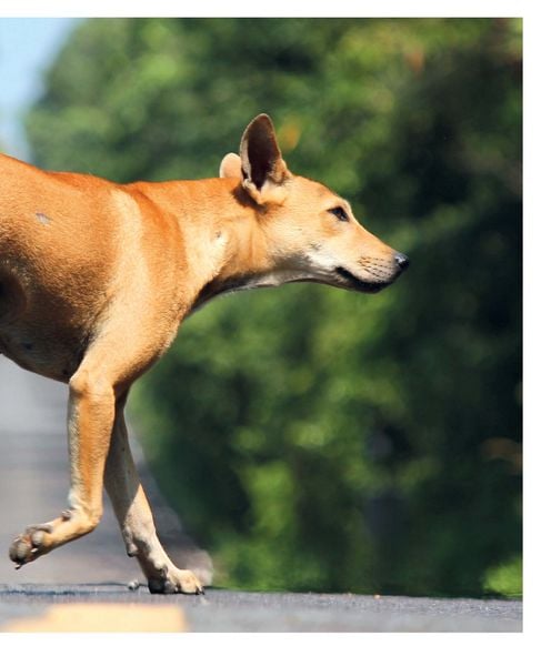 Produktbild: Mein Hund hat Angst