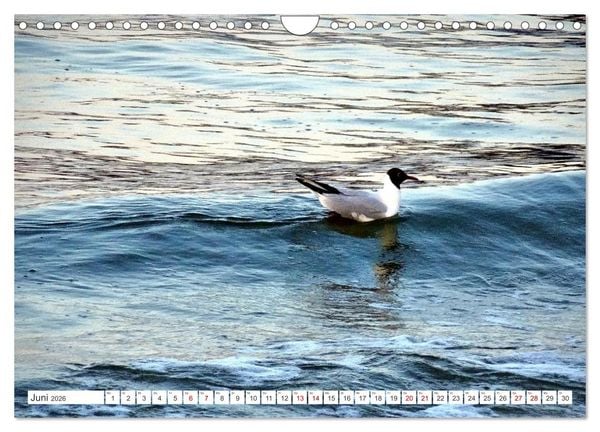 Produktbild: Lachm&ouml;wen an der Ostsee (Wandkalender 2026 DIN A4 quer), CALVENDO Monatskalender