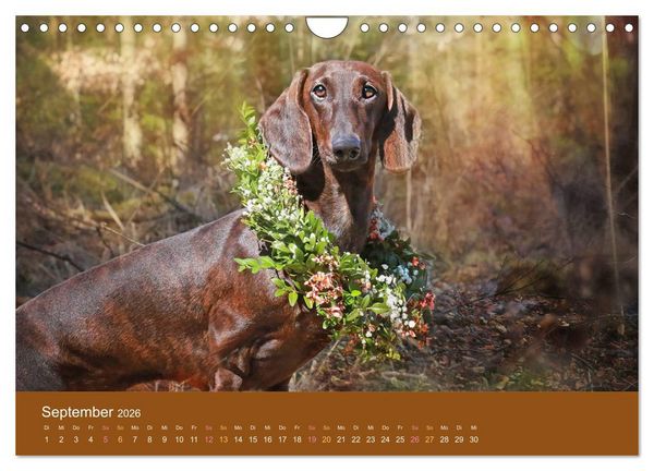 Produktbild: Der Dackel (Wandkalender 2026 DIN A4 quer), CALVENDO Monatskalender