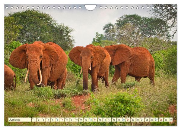 Produktbild: Die Riesen der Savanne (Wandkalender 2026 DIN A4 quer), CALVENDO Monatskalender