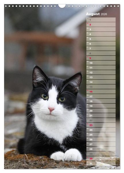 Produktbild: Hauskatzen (Wandkalender 2026 DIN A3 hoch), CALVENDO Monatskalender