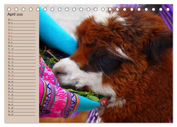 Produktbild: Alpakas und Lamas (Tischkalender 2026 DIN A5 quer), CALVENDO Monatskalender