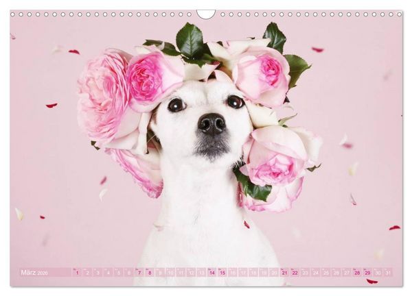Produktbild: Die Parson-Russell-Terrier ...mit neuen Abenteuern aus der Hundeknipserei (Wandkalender 2026 DIN A3 quer), CALVENDO Monatskalender
