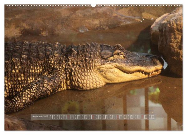 Produktbild: Krokodile & Alligatoren (hochwertiger Premium Wandkalender 2026 DIN A2 quer), Kunstdruck in Hochglanz