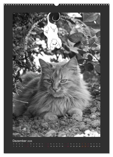Produktbild: Katz & Maus (Wandkalender 2026 DIN A2 hoch), CALVENDO Monatskalender