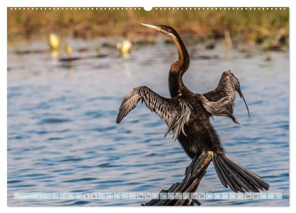 Produktbild: Chobe River - Eine spannende Flussfahrt in Botswana (Wandkalender 2026 DIN A2 quer), CALVENDO Monatskalender
